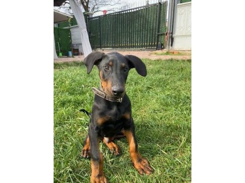 A kalite doberman köpekleri