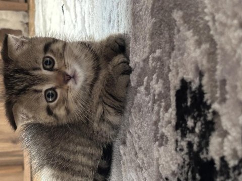 Scottish fold dişi yavrum sahiplendirilecektir