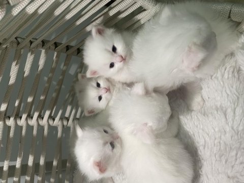 British longhair shorthair kediler