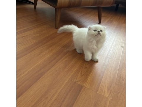 Scottish fold blue point longhair