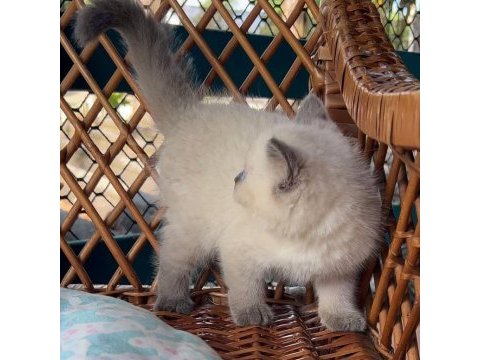 Masmavi gözleriyle bluepoint british shorthair