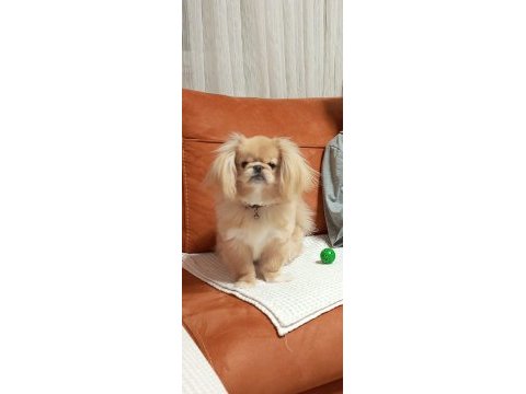 Pekinez köpek ırkı