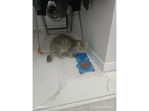 1 yaşında british shorthair
