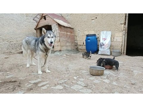 Maskeli mavi gözlü safkan husky yavrular