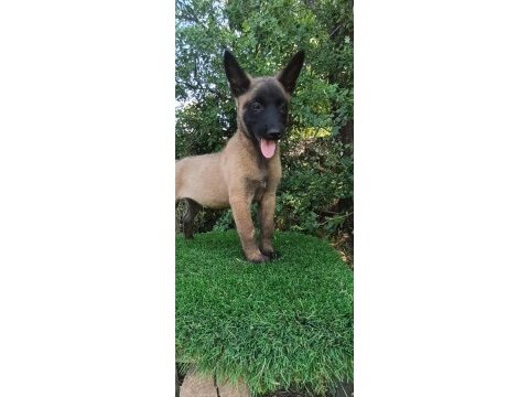 Üst düzey safkan belçika malinois bebekler