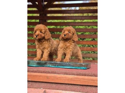 Poodle çiftliğinden red brown toy poodle bebeklerimiz
