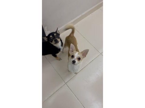 9 aylık chihuahua bebeklerimiz sahiplendirilecektir