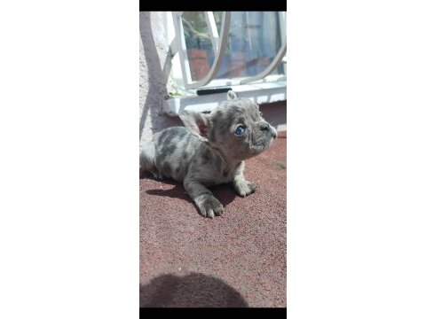 French bulldog