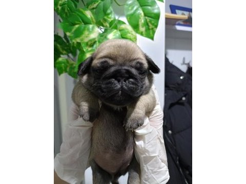 Pug mops yavrular üst düzey