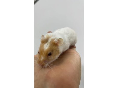 Hamster yavruları