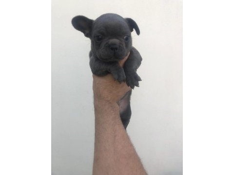 3 blue erkek blue french bulldog