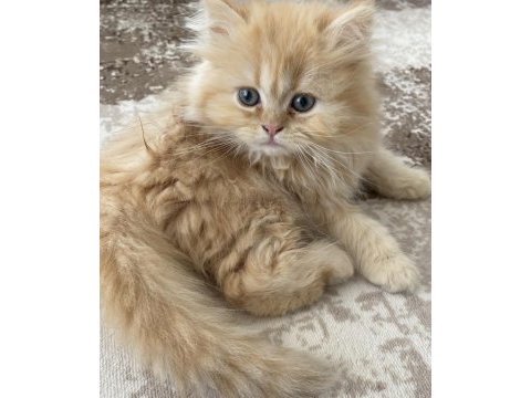 2 aylık chinchilla yavrularımız yeni yuvalarını bekliyor