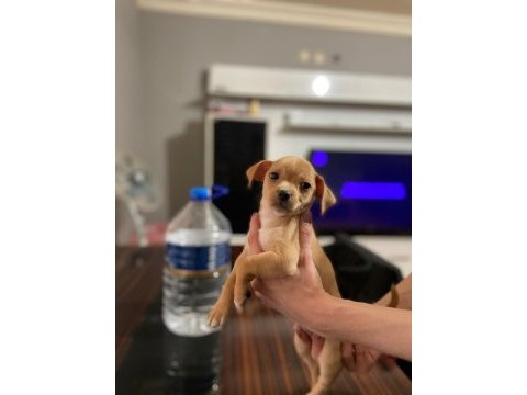 Sahiplendirme chihuahua yavrular