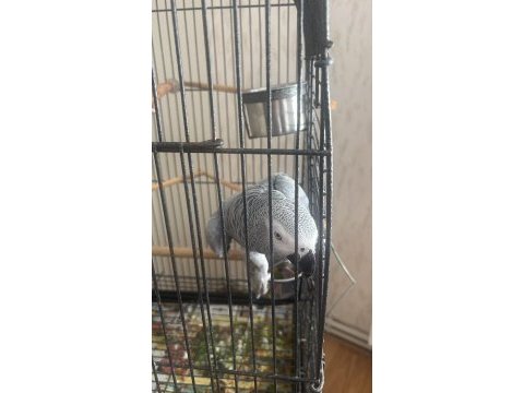 1 yaşında evcil jako papağanı