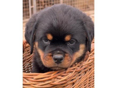 Türkiyenin en güvenilir çiftliğinden rottweiler