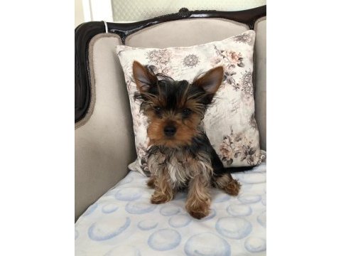 Şecereli yorkshire terrier bebekler
