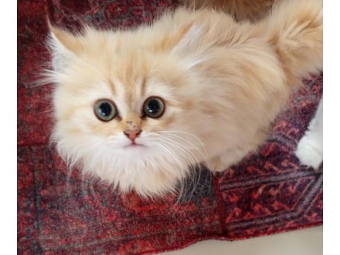 Saf kan british longhair bebekler