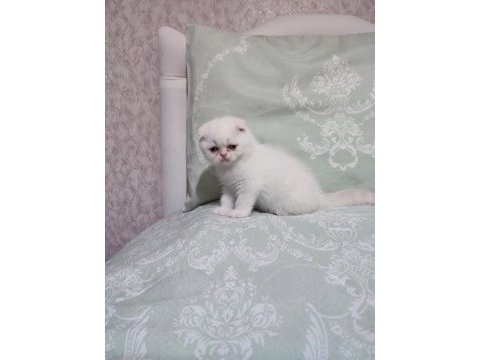 Exotic shorthair yavrumuz ve çok nadir tür foldex bebekler