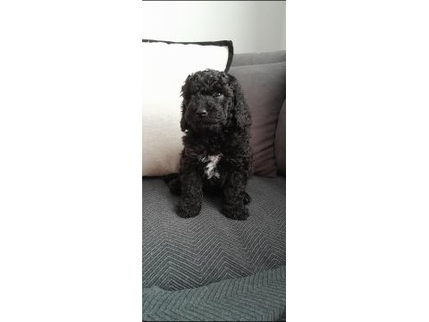 Toy poodle - erkek