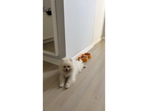 3 aylık erkek pomeranian yavrumuz sahiplendirilecektir