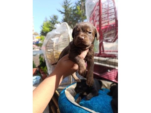 Cane corso köpeği yavrularımız