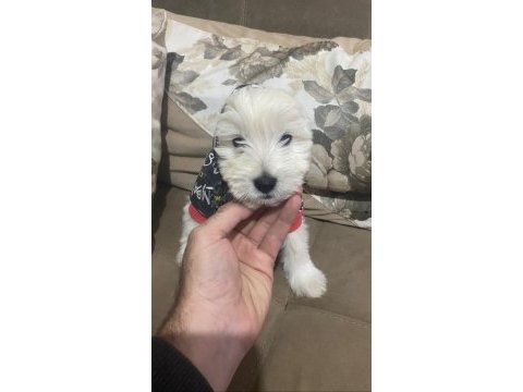 1 erkek ve 1 dişi yavru köpeğimiz