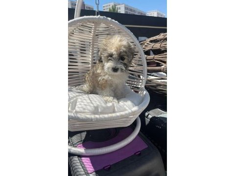 Yeni sütten kesilmiş terrier yavrular