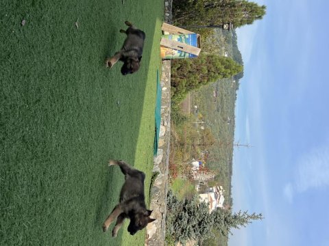 Şecereli working alman kurdu