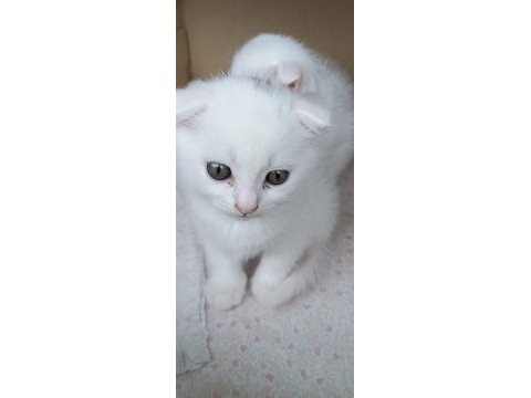 Scottish fold yavrular