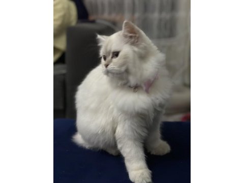 Acill 5 aylık dişi çok acilll açıklama oku