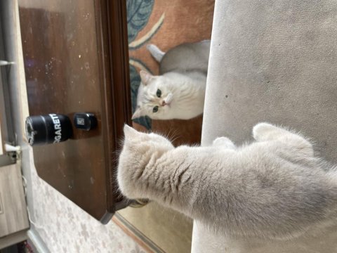 2 aylık british shorthair gold