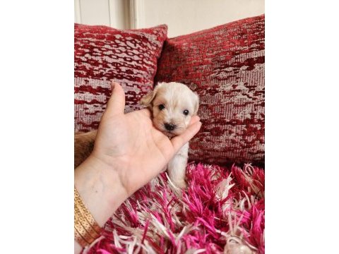 Sağlık ve ırk garantili maltipoo