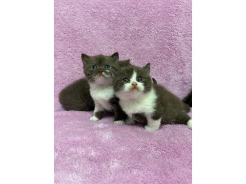 Cinnemon british shorthair bebeklerim a kalite