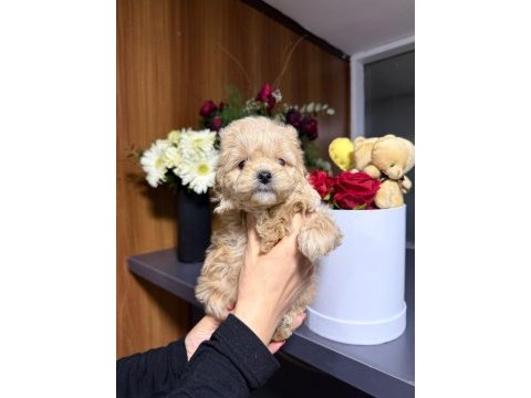 Maltipoo bebekler
