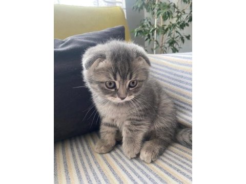 2 aylık scottish fold yavrularım yeni yuvalarını arıyor