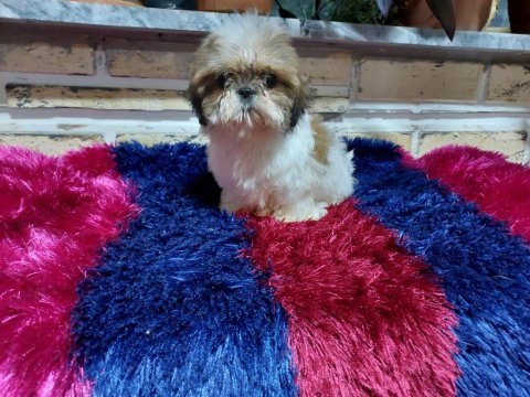 Sıfır boy biblo shih tzu yavrularım