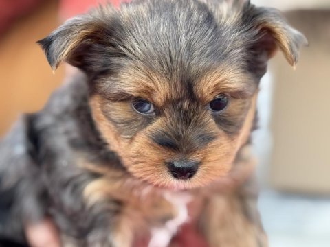 Show kalite tea cup morkie yavrular ziyarete açık