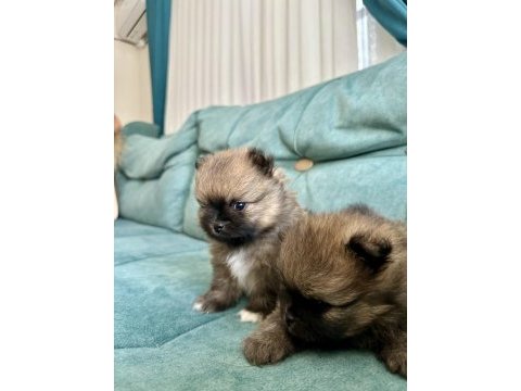 Pomeranian teddy bear yavrularımız