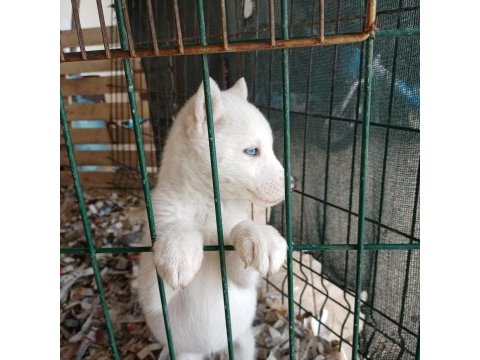 Kar beyaz mavi gözlü safkan sibirya kurdu