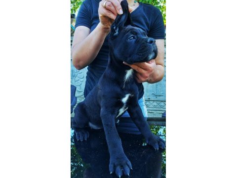 Anneden de babadan da dünya şampiyonu cane corso torunları