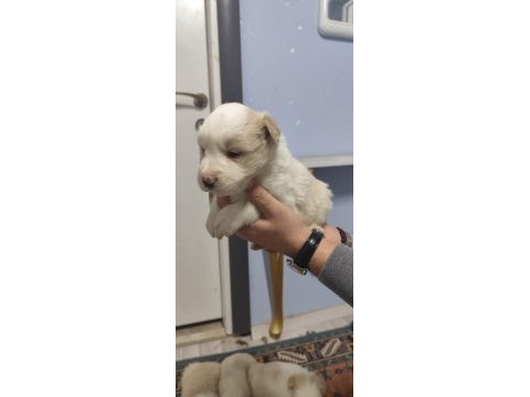 Border collie yavrular 1 aylık oldular