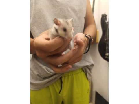 Erkek yetişkin hamster