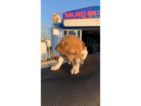 Çok güzel maskeli jack russell 1 dişi ve 1 erkek