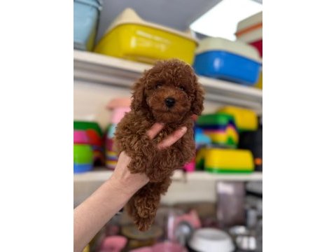 Kore kan poodle