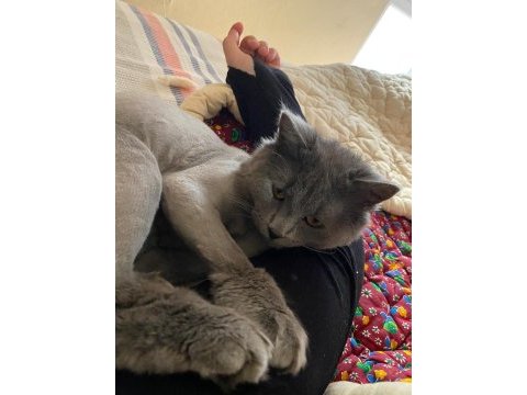 British longhair erkek yakışıklı oğlumuz