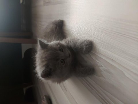 Sevimli british shorthair yavrular