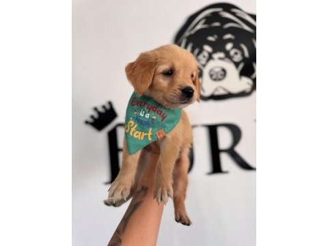 Her ailenin hayali golden retriever bebekleri