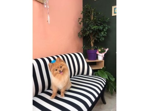 Tarçın’a yeni yuva arıyoruz pomeranian boo