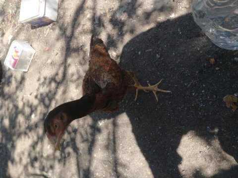 Kaza geçirdiğim dolayı tavuklarımı ve horozlarımı uyguna