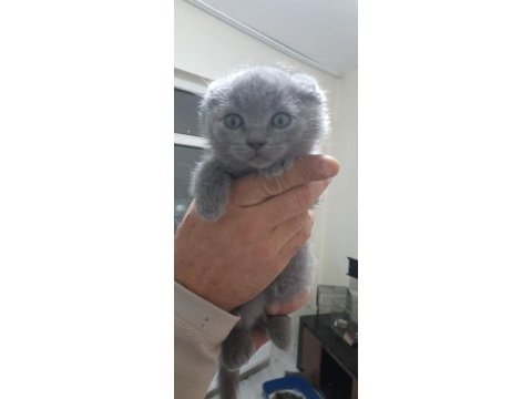 Sağlık ve ırk garantili scottish fold yavrularımız